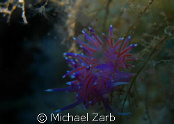 Nudi on new p29 wreck - Cirkewwa, Malta. -2, flash, and m... by Michael Zarb 